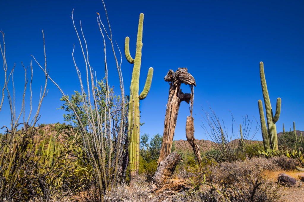 Saguaro National Park: An Ideal Destination for Any Cactus Lover