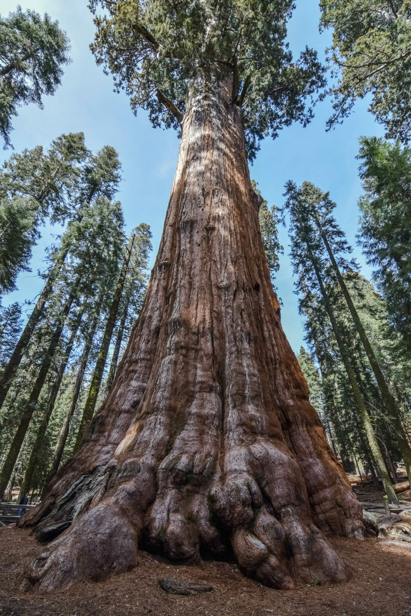 General Sherman Tree: See The Largest Tree on Earth at Sequoia Nat'l Park